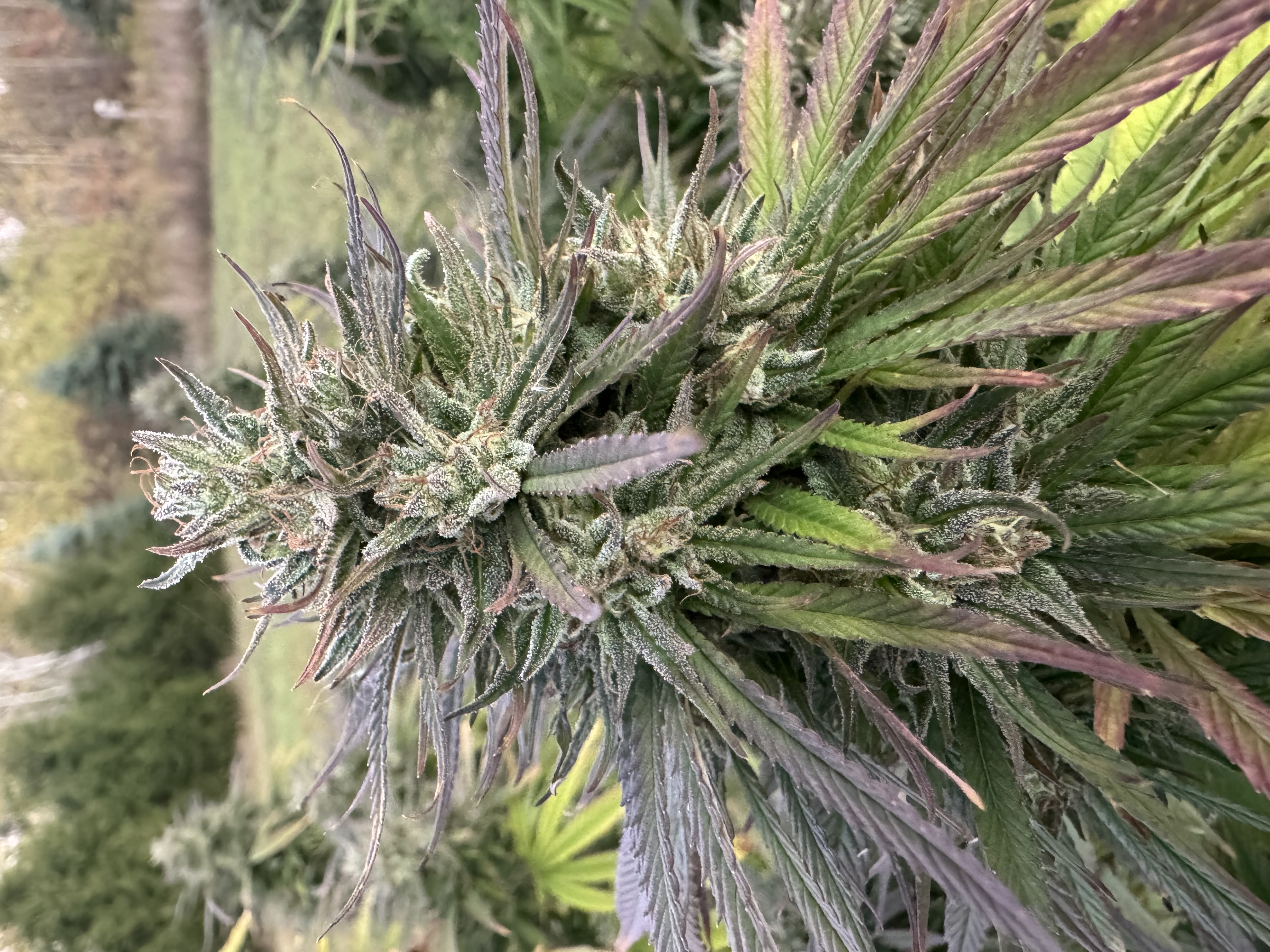 CBD Flower 2