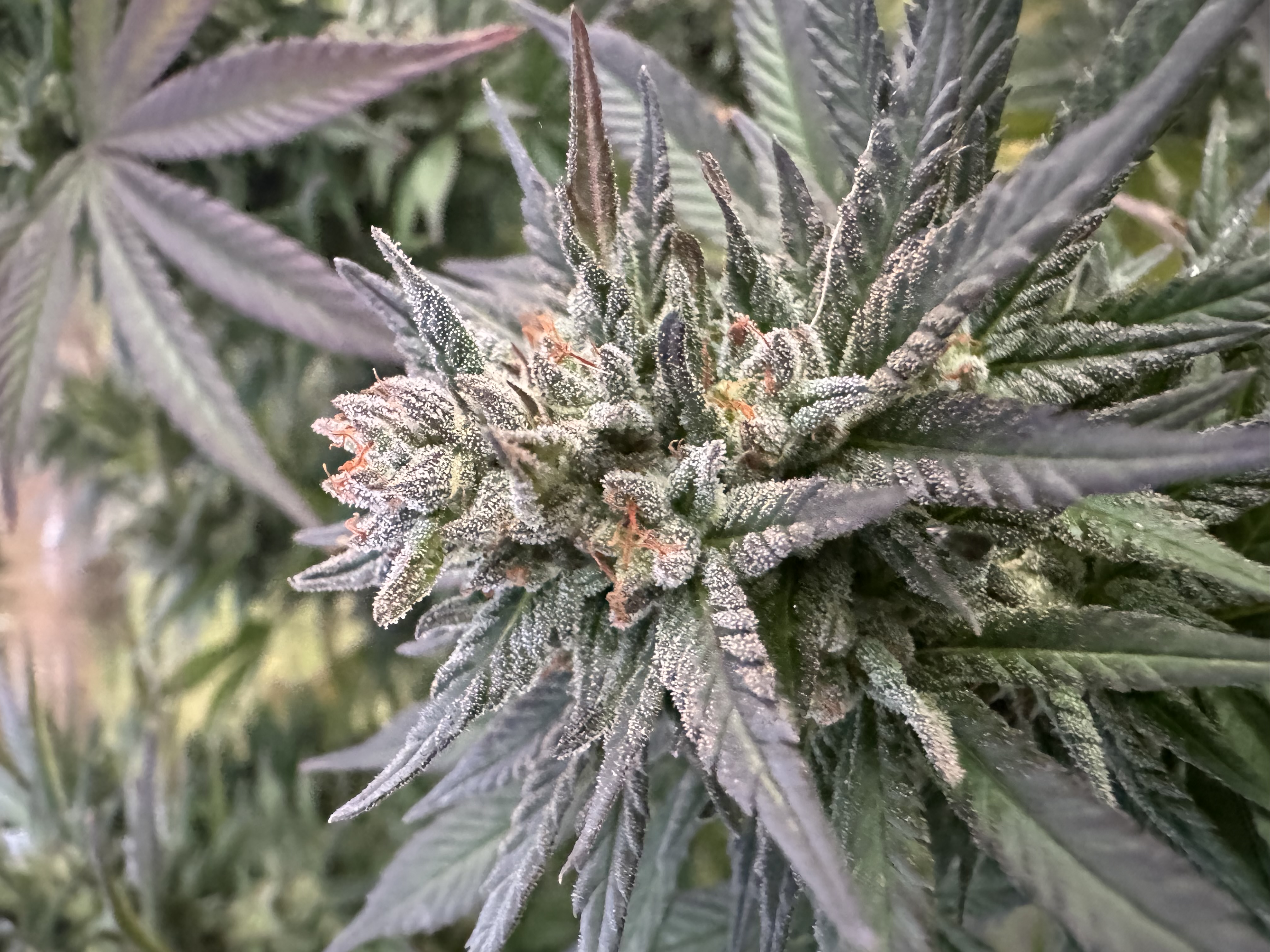CBD Flower 3