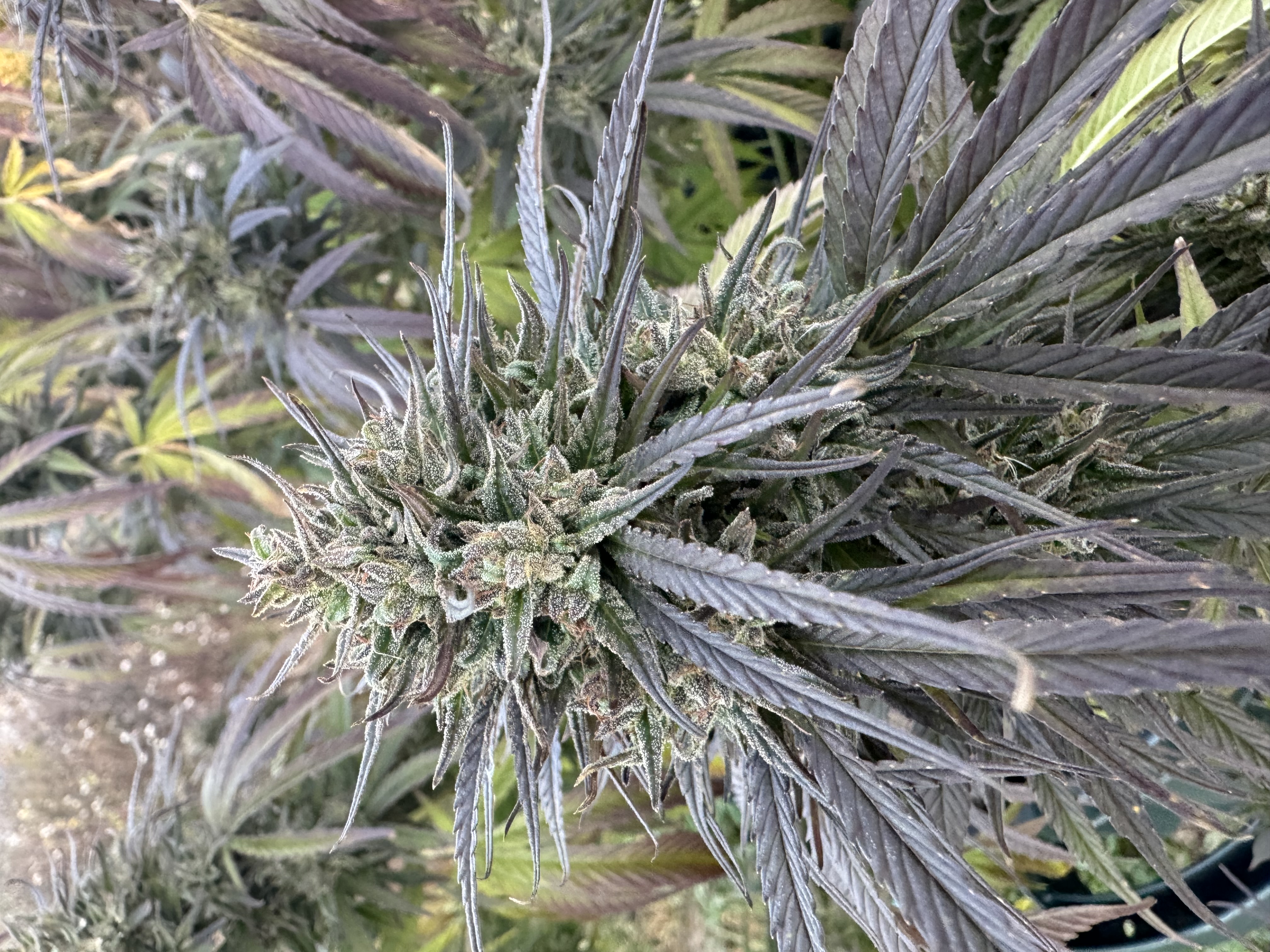 CBD Flower 4